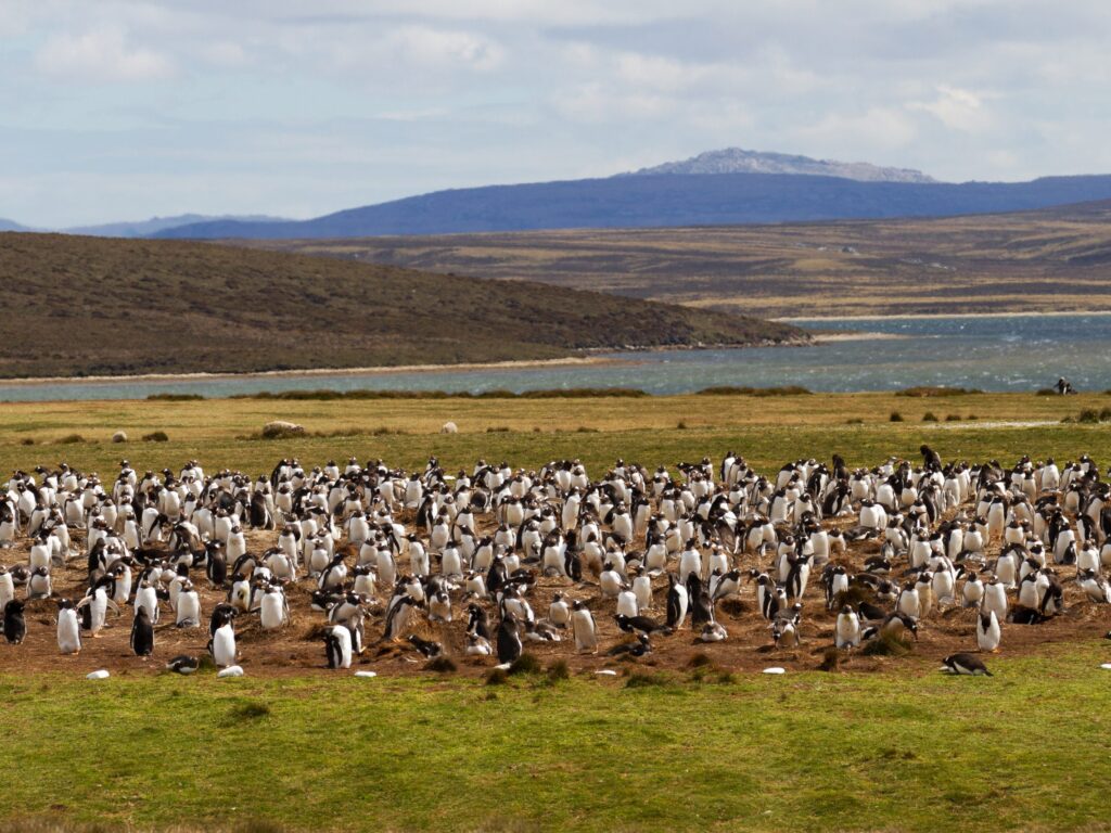 Gentoo Penguins