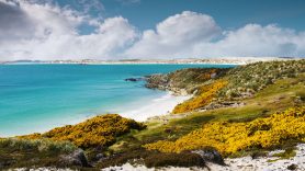 Gypsey Cove, Falkland Island