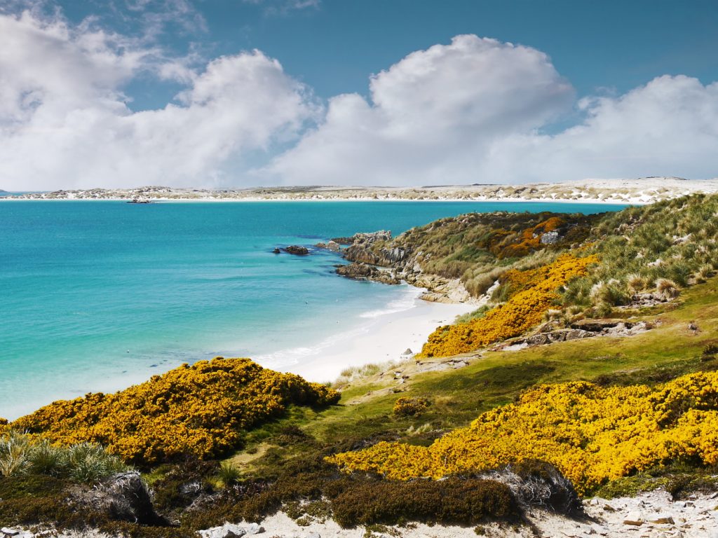 Gypsey Cove, Falkland Island