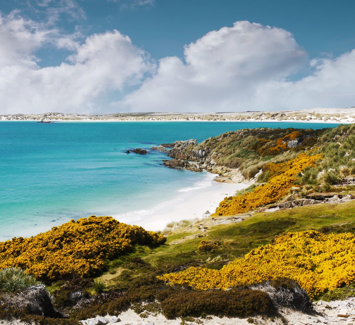 Gypsey Cove, Falkland Island