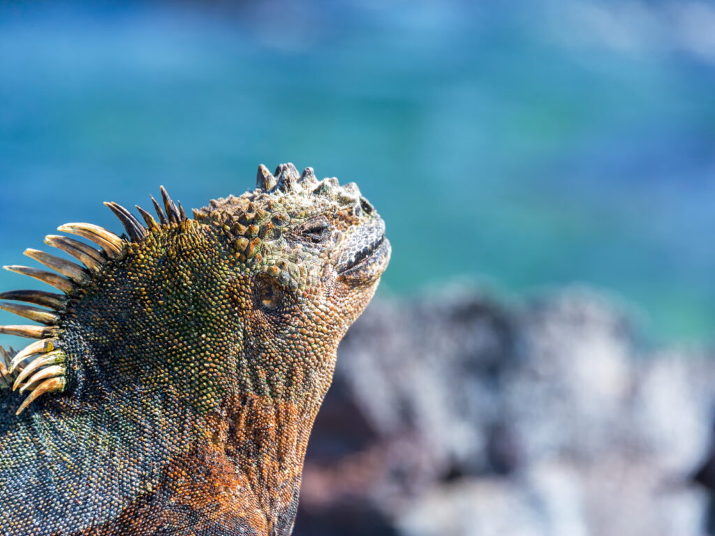 Marine Iguana in the Galapagos