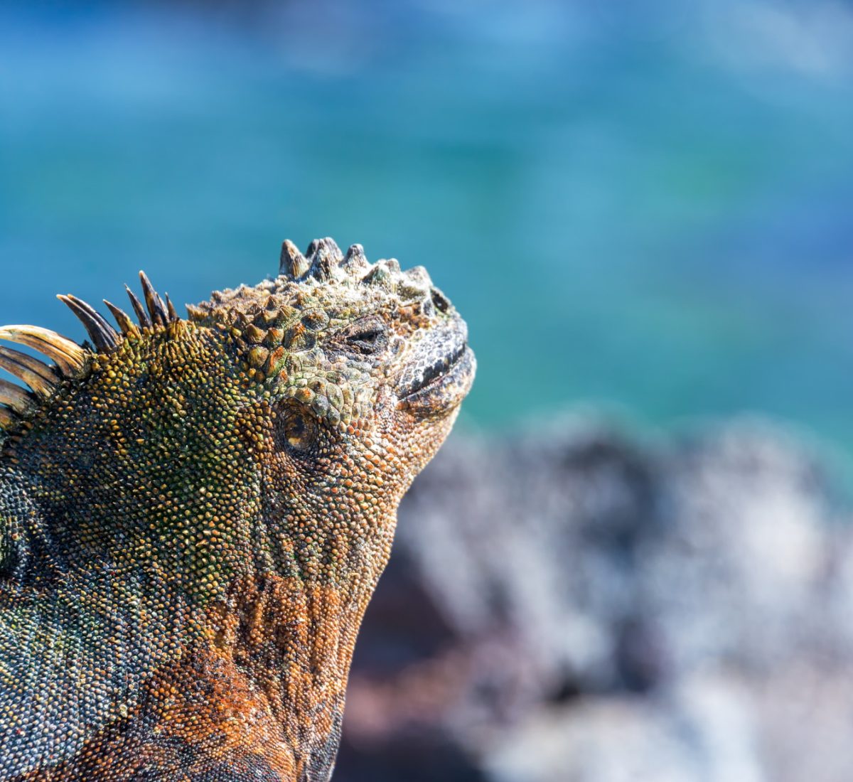 Marine Iguana in the Galapagos