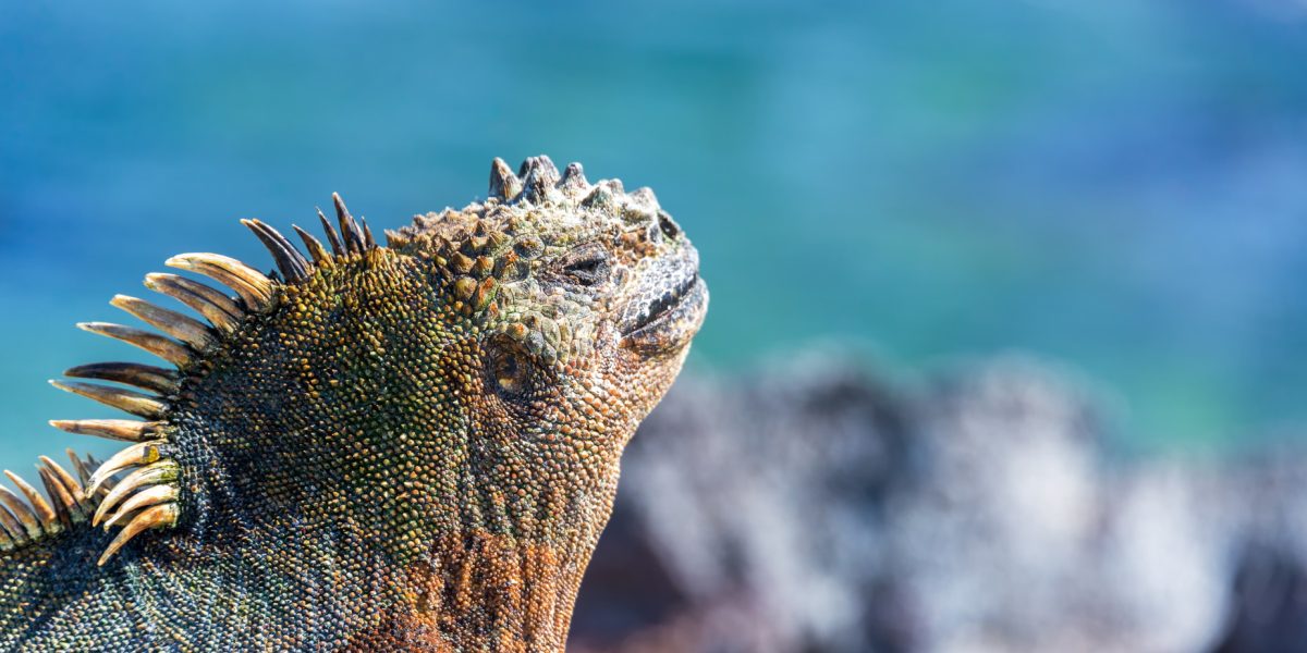 Marine Iguana in the Galapagos