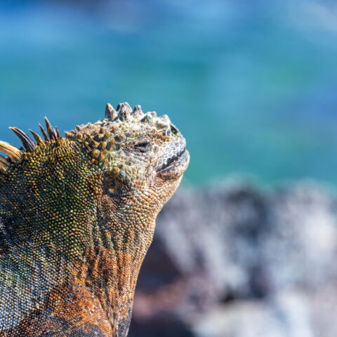 Marine Iguana in the Galapagos