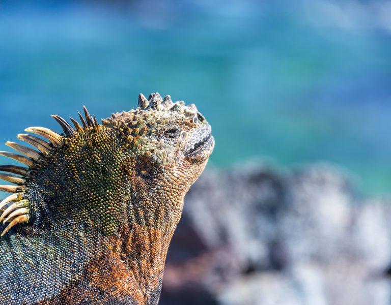 Marine Iguana in the Galapagos
