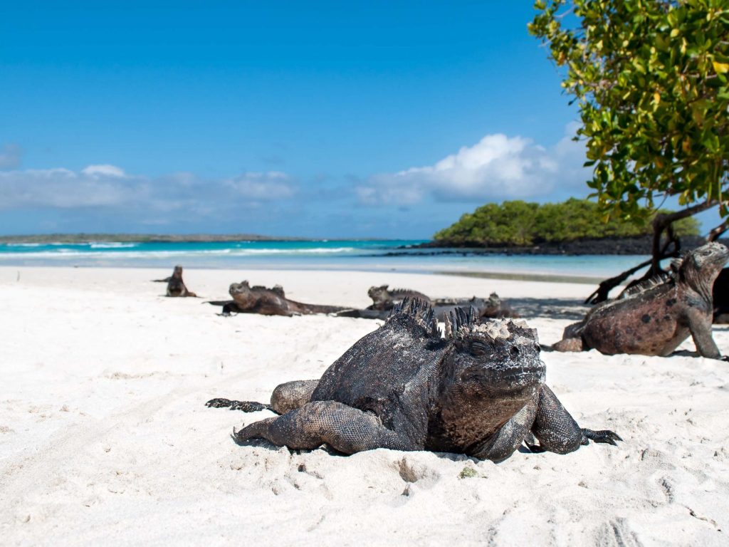 Marine Iguanas sitting in the sand in the Galapagos
