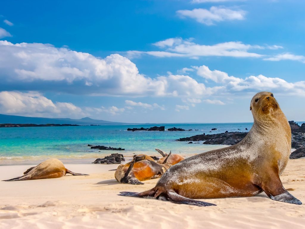 Sea lions on a sandy beach in the Galapagos