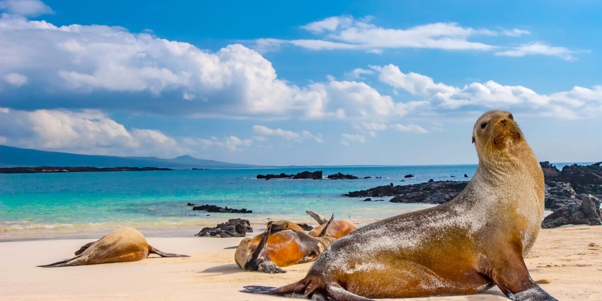 Sea lions on a sandy beach in the Galapagos
