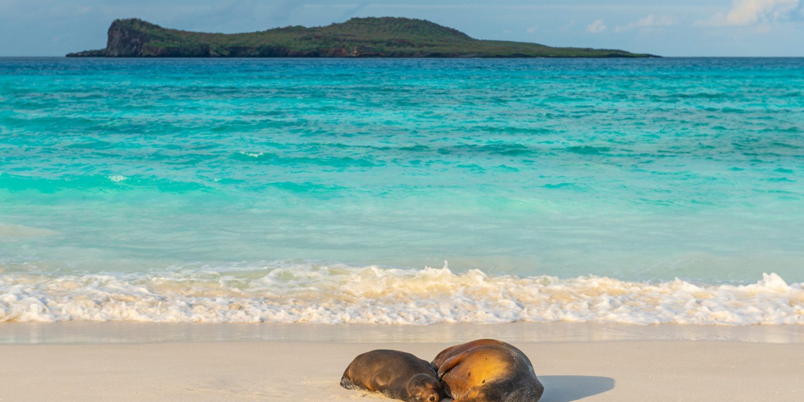 sea lion