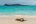 GAL_SeaLion_Shutterstock_1384084169(1) sea lion