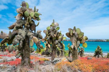 GPS_ SouthPlazaIsland_Shutterstock_136326287