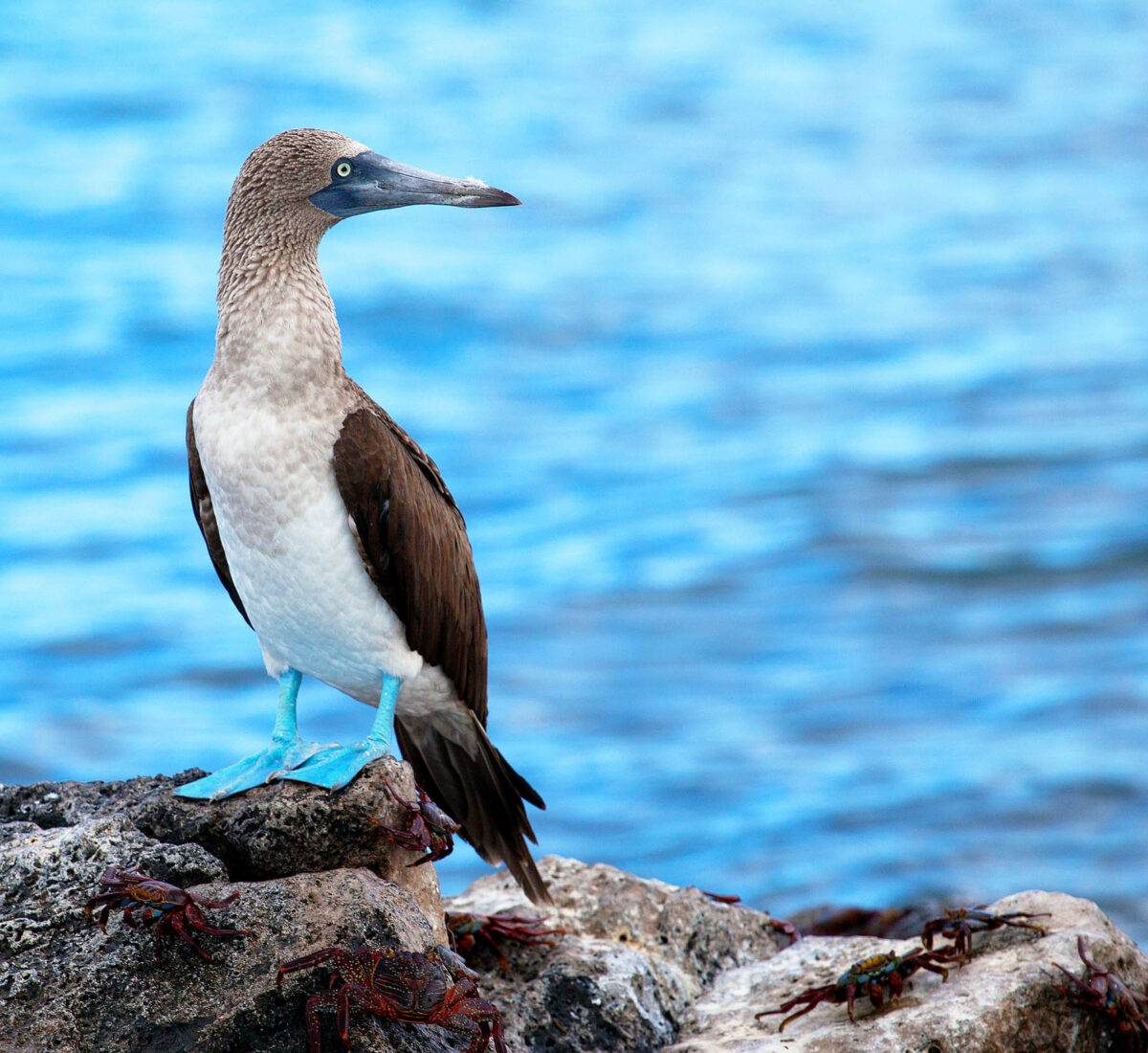 Blue footed booby