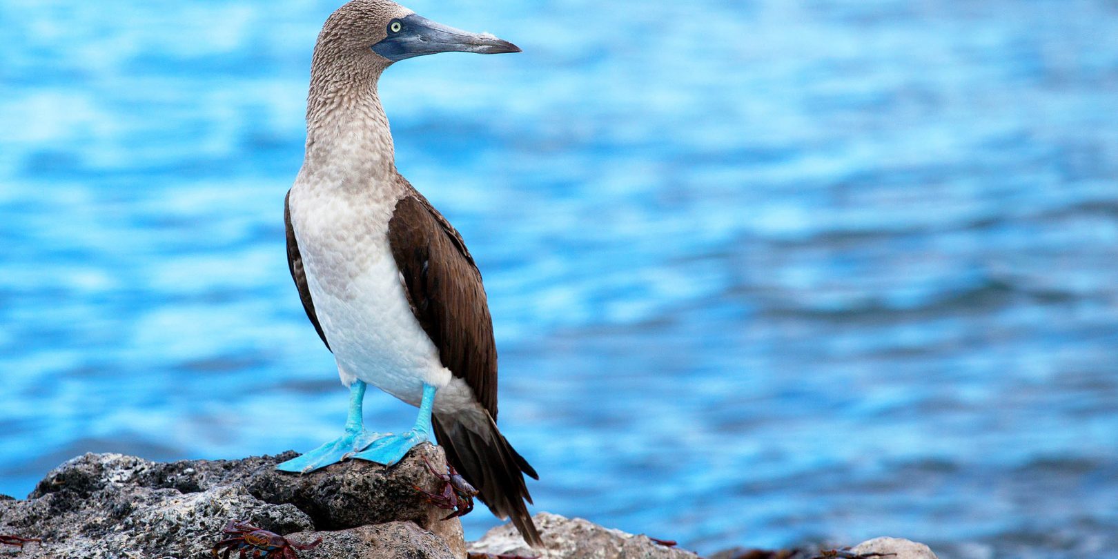 Blue footed booby