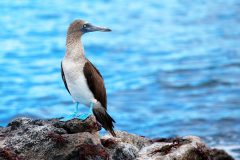 ShutterStock © Blue footed booby