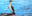 ShutterStock © Blue footed booby