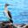 Blue footed booby