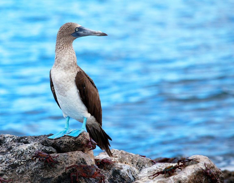 Blue footed booby