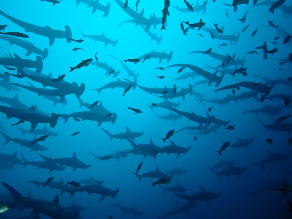 Hammerhead