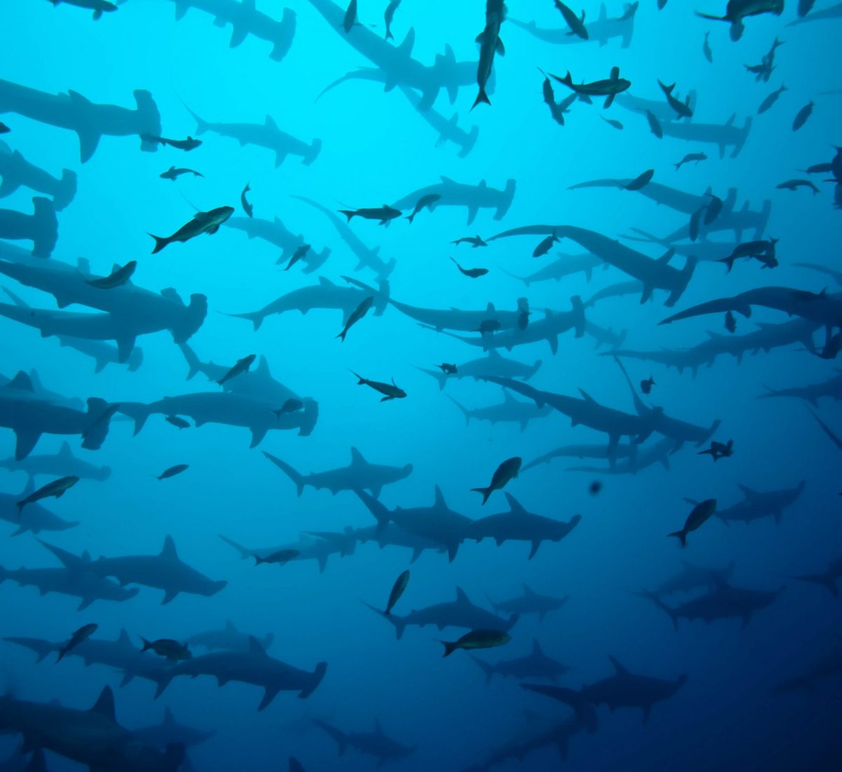 Hammerhead