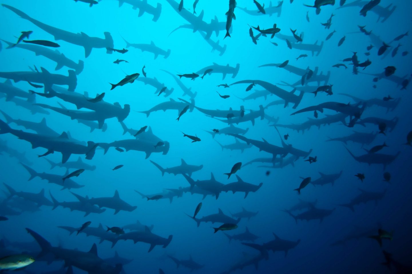 Hammerhead