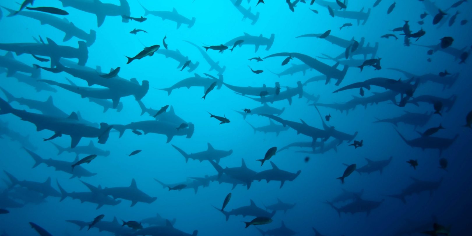 Hammerhead