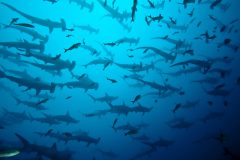 gps_hammerheadsharks_shutterstock_43956502.jpg Hammerhead