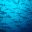 Hammerhead