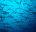 gps_hammerheadsharks_shutterstock_43956502.jpg Hammerhead