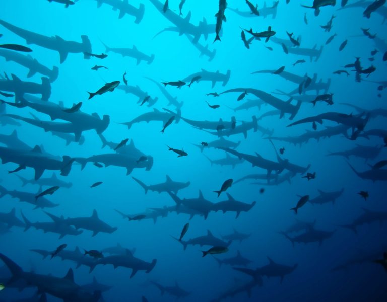 Hammerhead