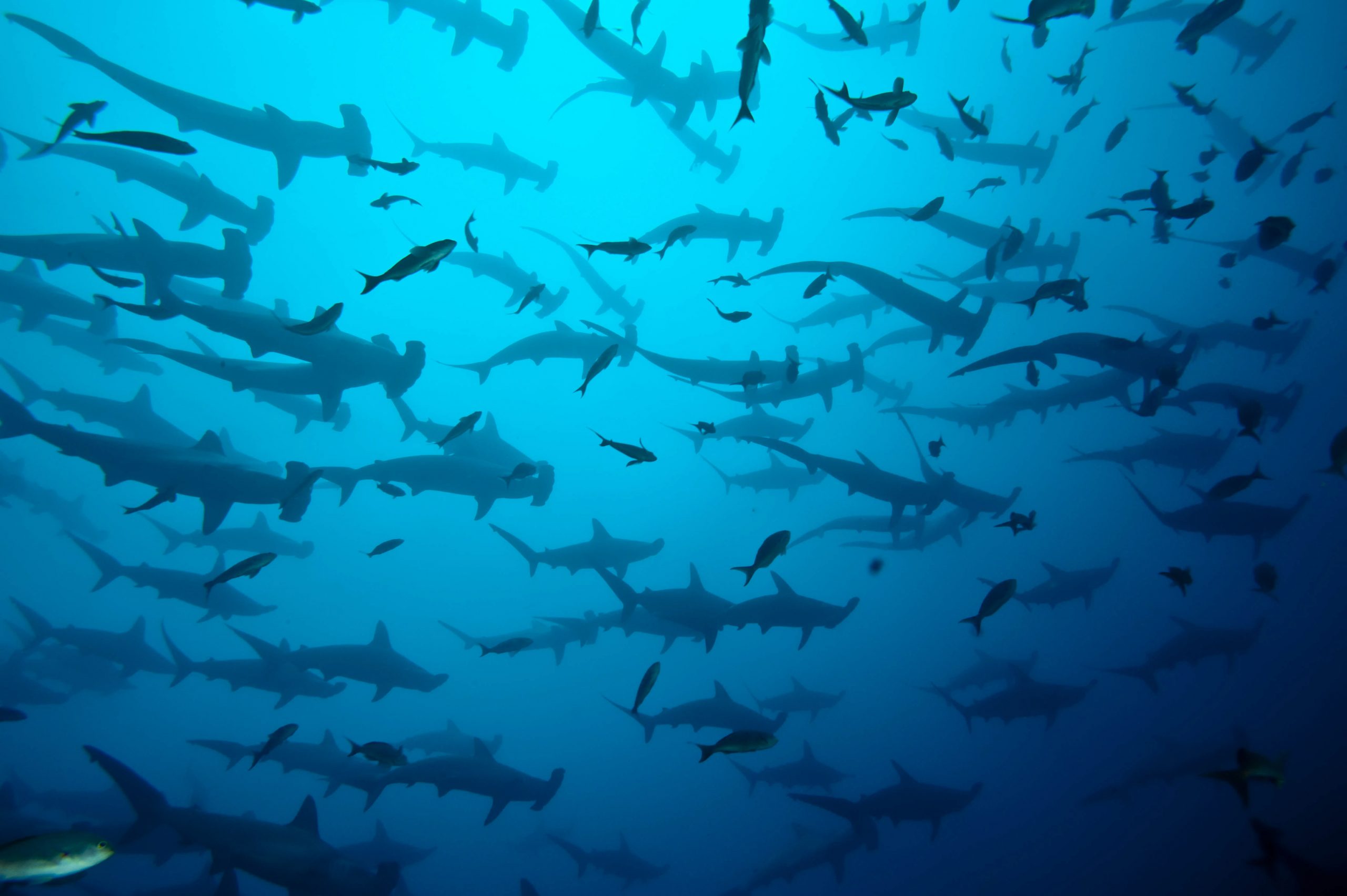 Hammerhead