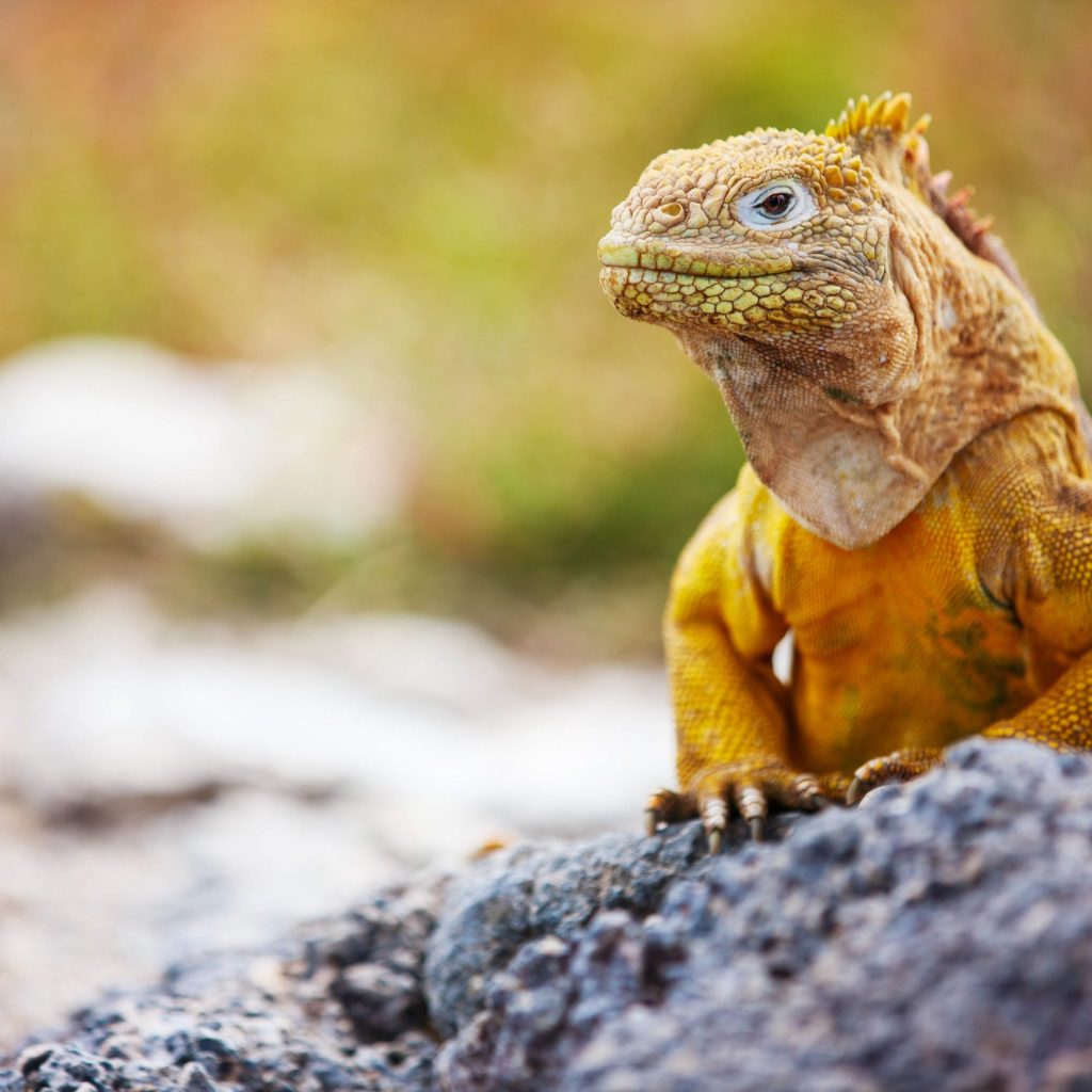 Land iguana