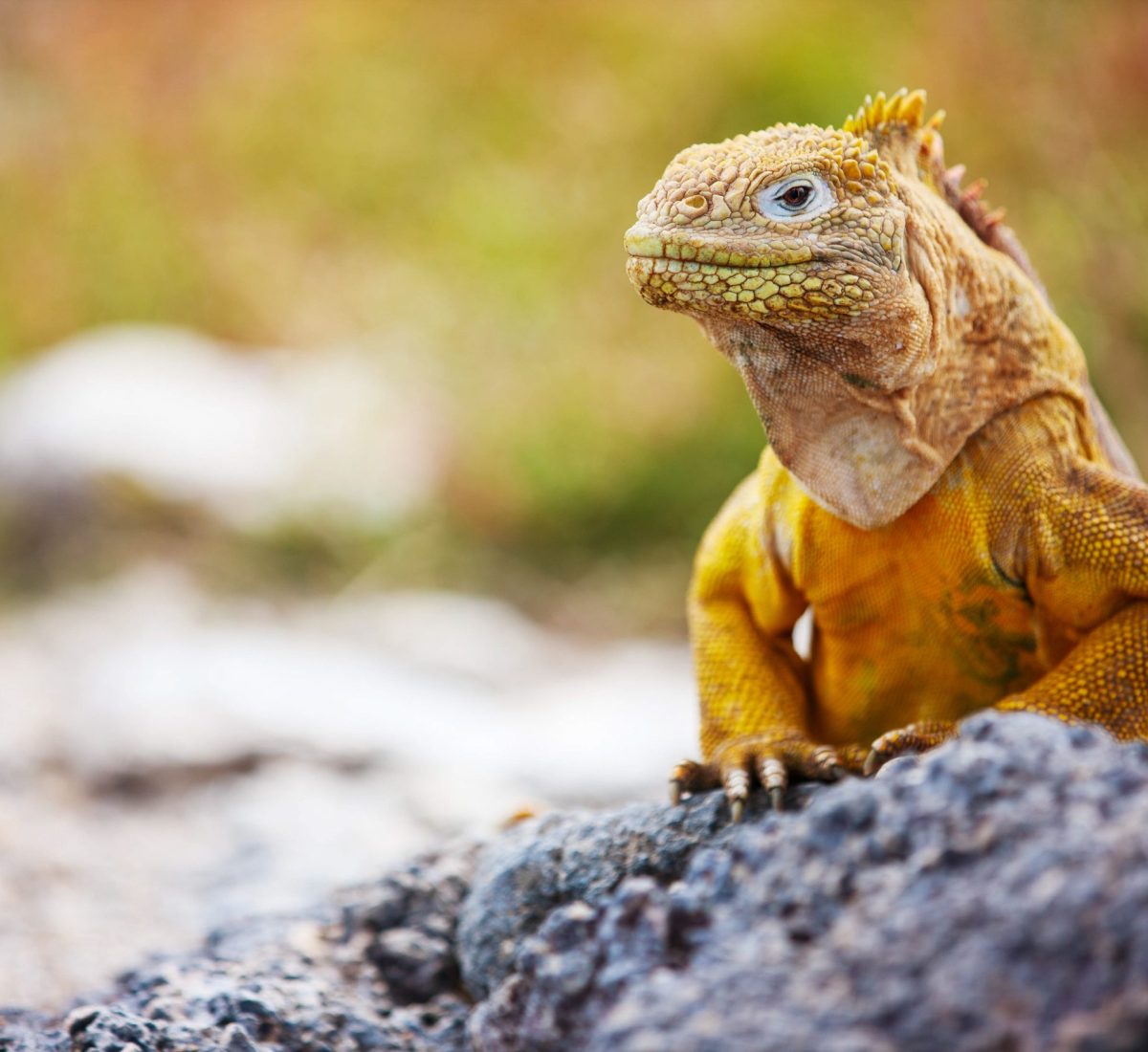 Land iguana