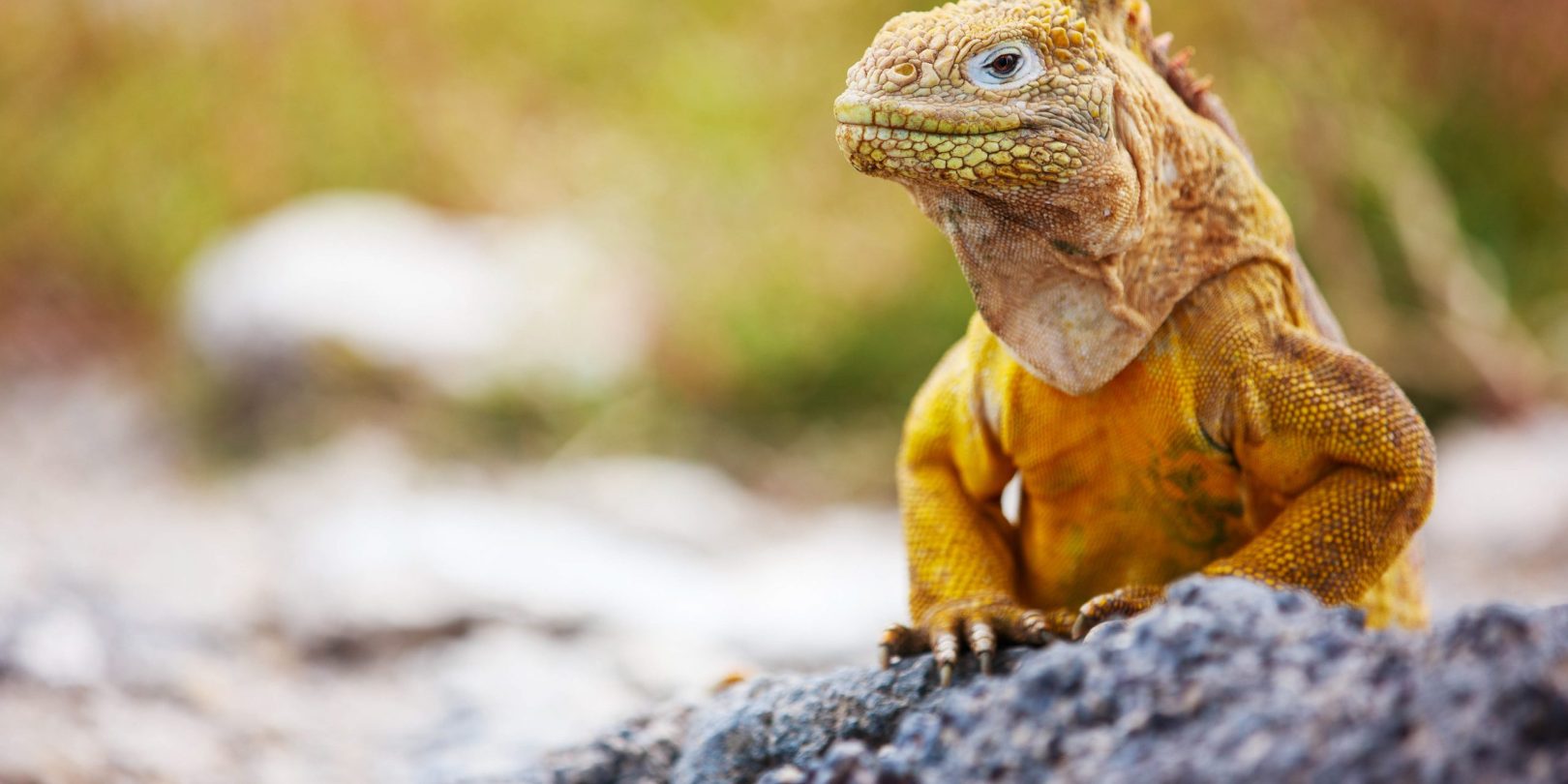 Land iguana