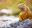 ShutterStock © Land iguana