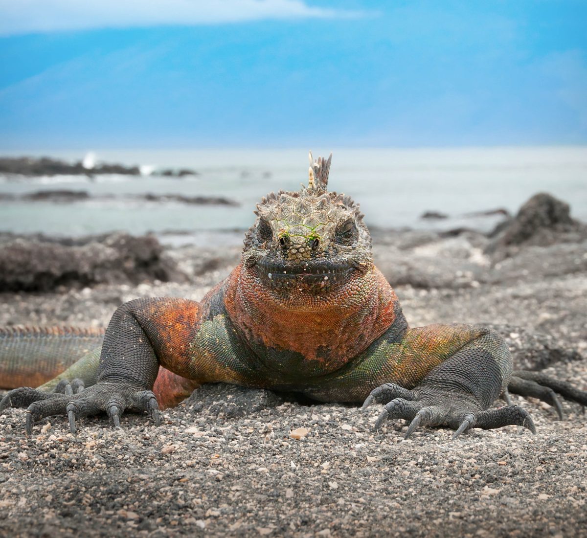 Marine Iguana