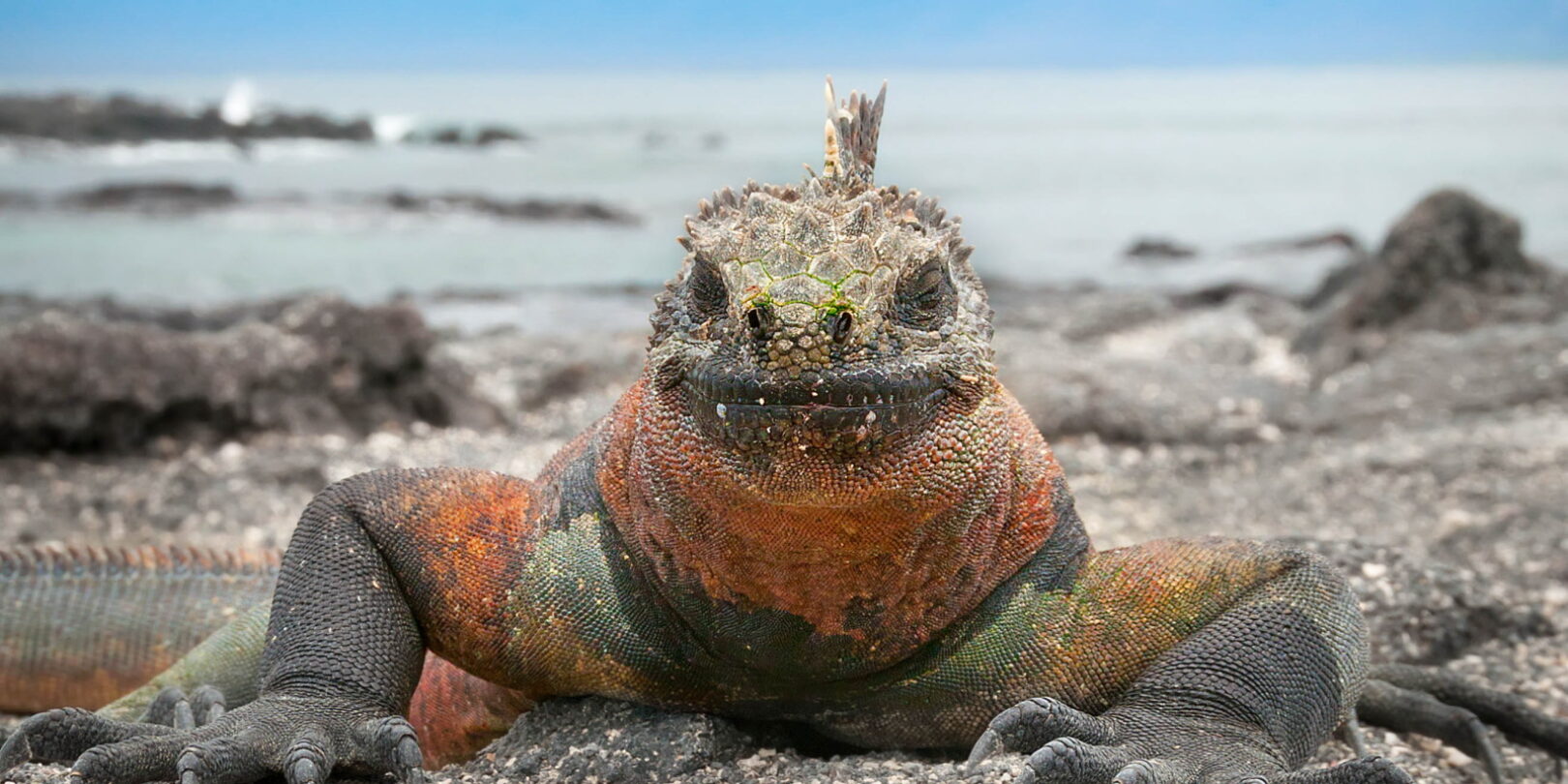 Marine Iguana