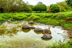 Galapagos,Giant,Tortoise,On,Santa,Cruz,Island,In,Galapagos,Islands.