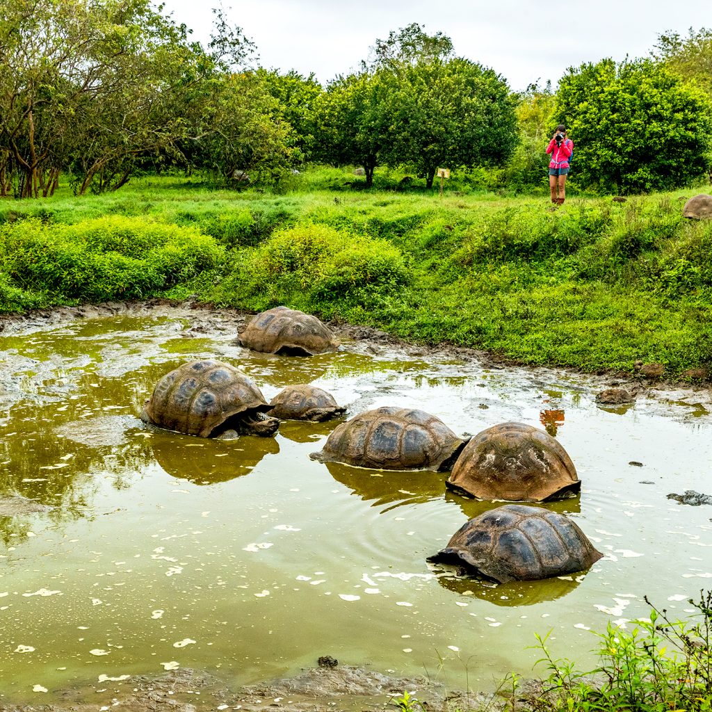 Tortoises in water in the Galapagos
