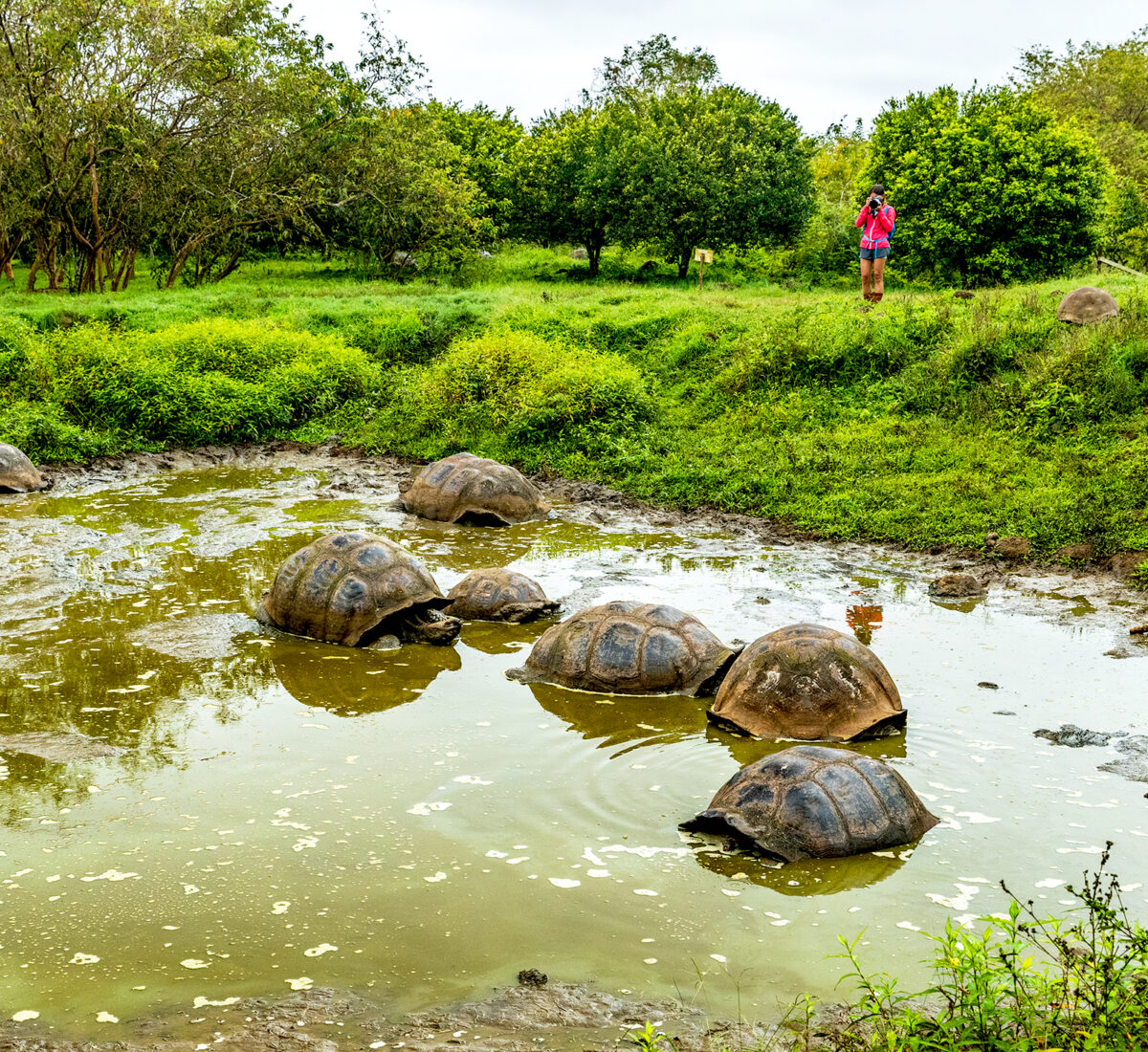 Tortoises in water in the Galapagos