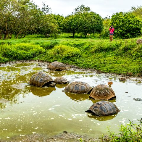 Tortoises in water in the Galapagos