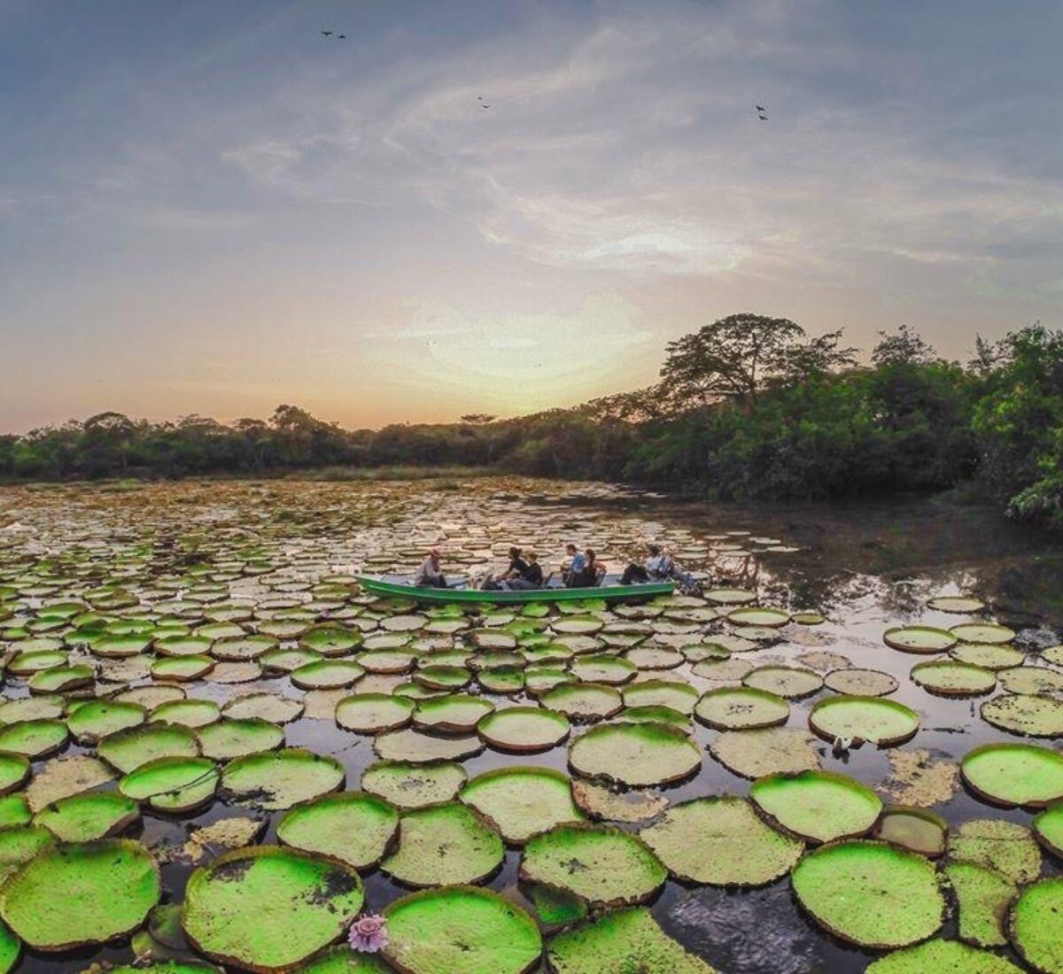 Giant Waterlillies