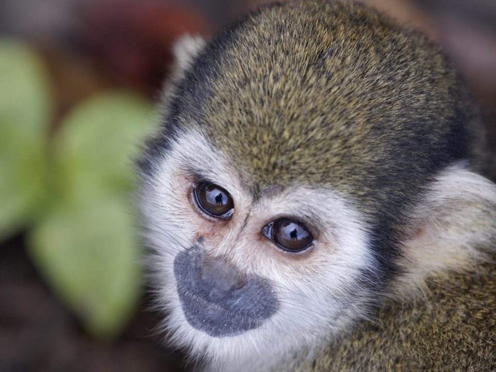 Squirrel Monkey