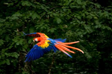 HON_Macaw_Shutterstock_486207670
