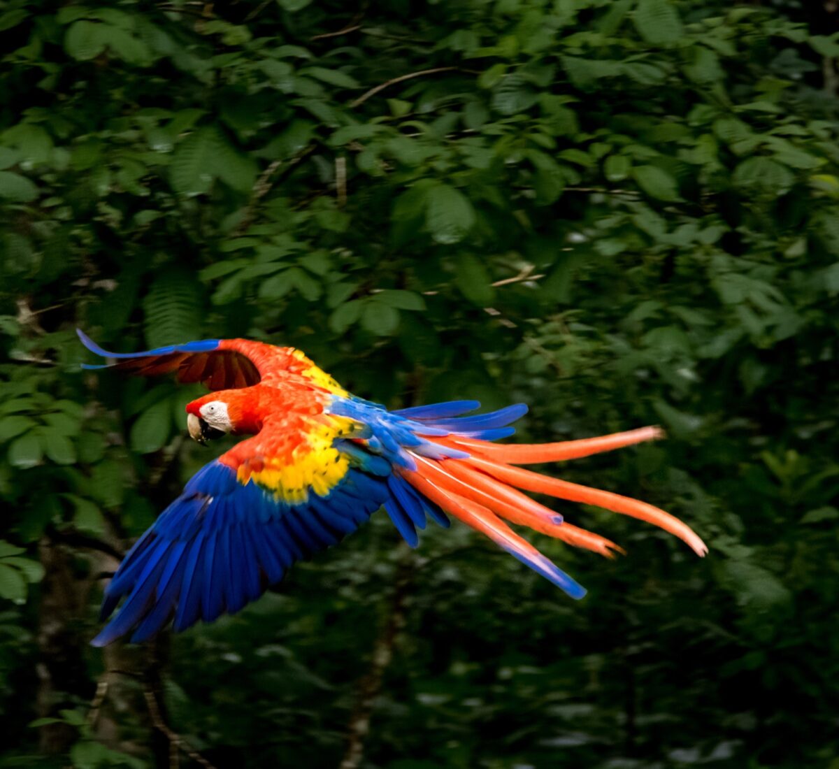 HON_Macaw_Shutterstock_486207670