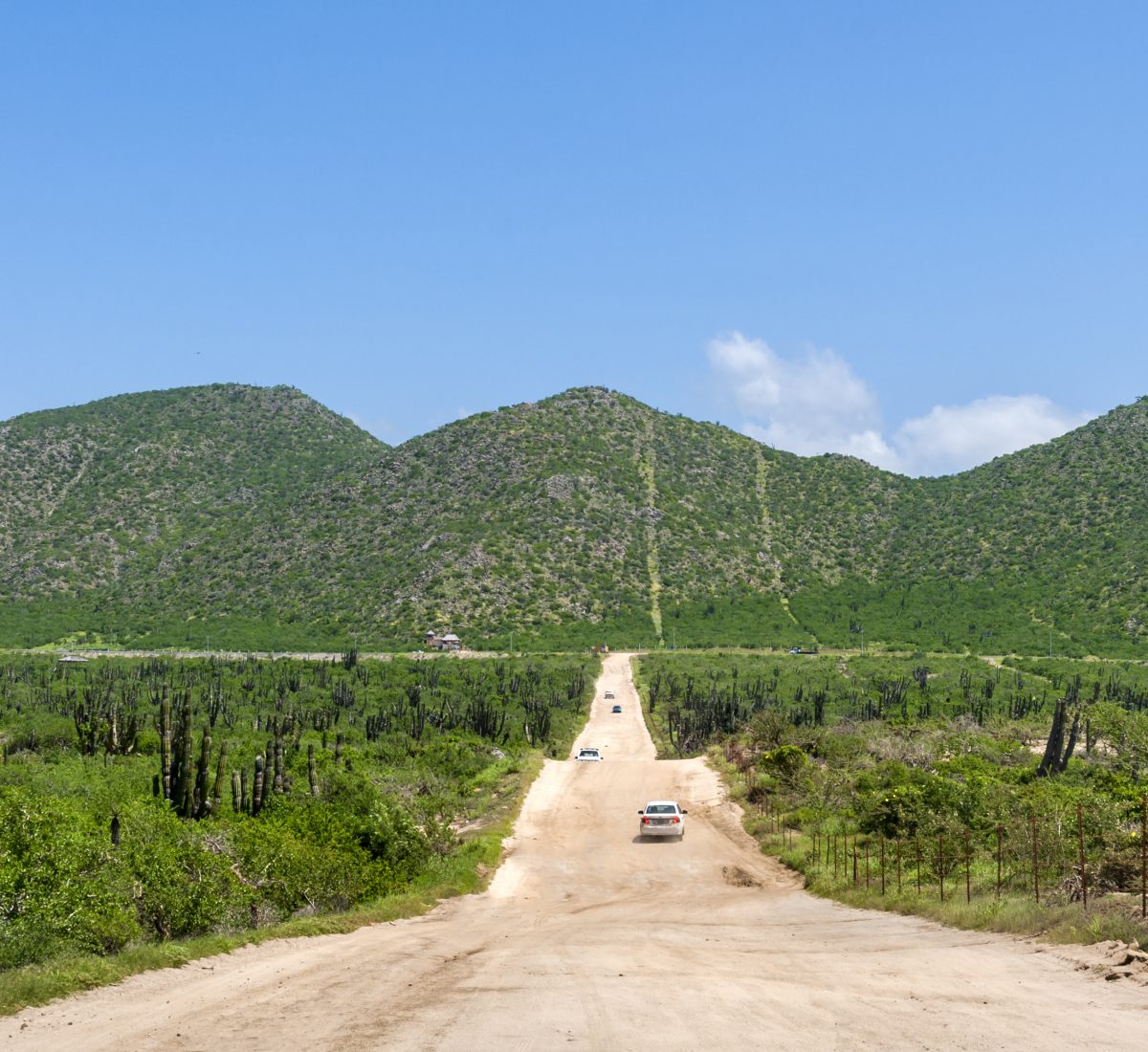 Sandy road through cactus-covered landscape, Mexico