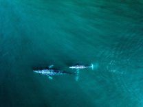 Whales in Baja
