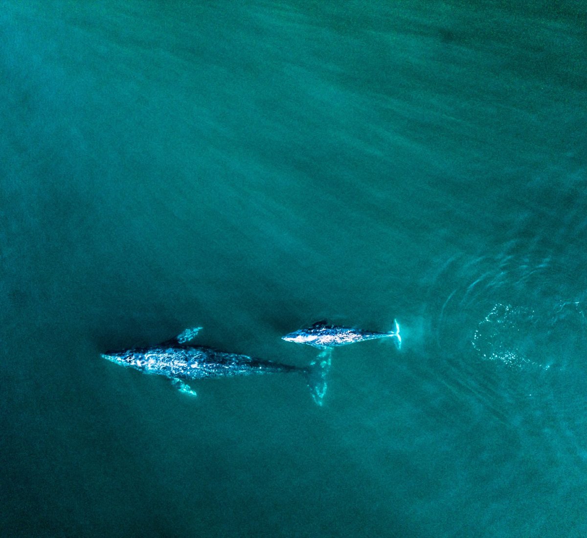 Whales in Baja