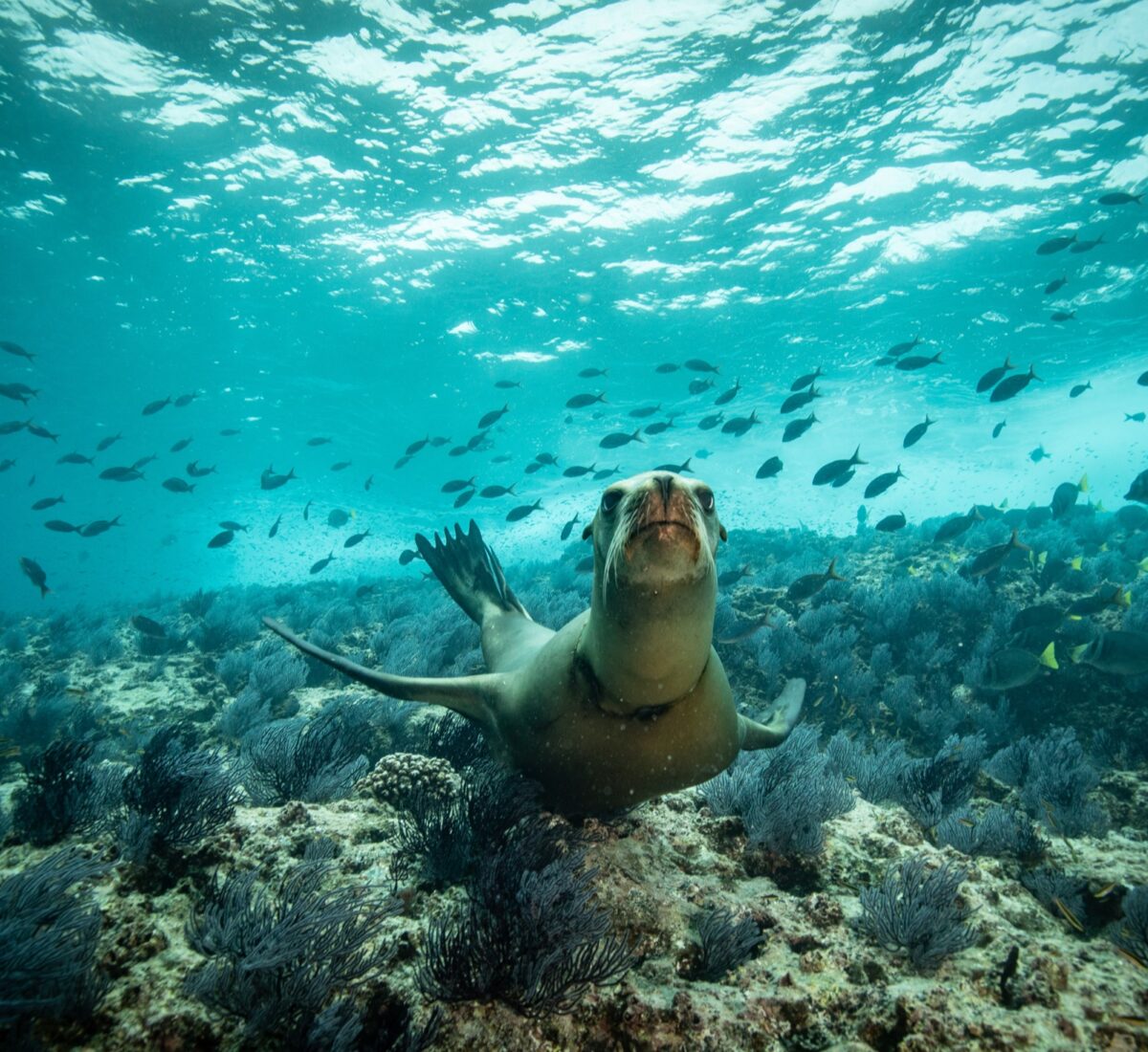 MEX_BajaCalifornia_SeaLiona_Shutterstock_1467812651