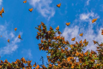 MEX_Michoacan_MonarchButterfly_Shutterstock_366339032