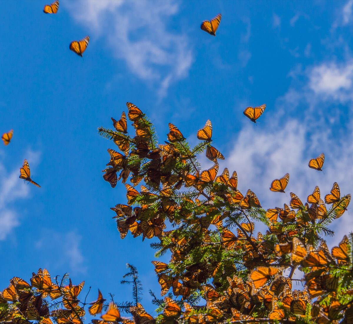 MEX_Michoacan_MonarchButterfly_Shutterstock_366339032